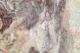 Polished, Neoproterozoic Stromatolite (Conophyton) - Morocco #276132-1